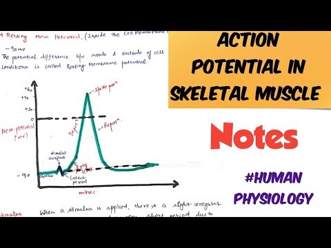 Action Potential in Skeletal Muscle #humanphysiology #notes