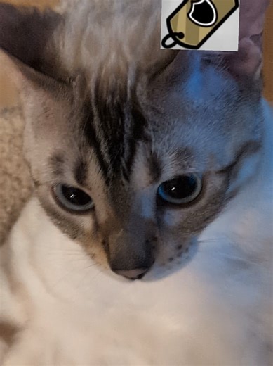 Understanding Bros Constitution Stats in Mewgenics