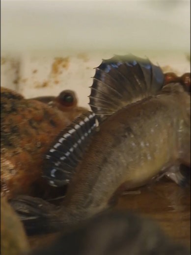 Who Owns the Tank? Meet My Funny Mudskipper!