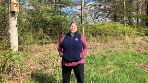 Meet Today's Mass Audubon Bird: The classy, cavity-nesting, insect-eating Tree Swallow. | Mass Audubon