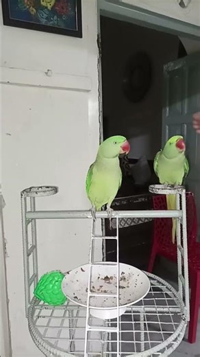 kaka's parrot live Creative activity & parrot lover is live