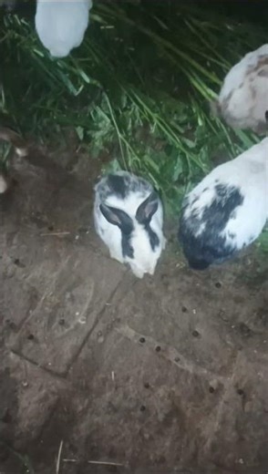 GR Animal Farm 91 🐄🐓 #animallovers #rabbit food 🥑🥑🥝🥝