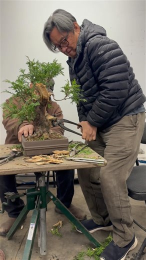 Bonsai Society on Instagram: "Collected cedar tree turns into a stunning bonsai ⚡️Don't miss this exclusive 1-hour demo by bonsai masters @suthinbonsaistudio & @davideasterbrookbonsai now available on our Youtube channel @BonsaiSociety #CedarBonsai #BonsaiSociety #Suthin #DavidEasterbrook #yamadori #bonsai #BonsaiTransformation"