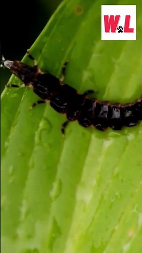 The Secret Life of Fireflies: A Lifecycle Exploration