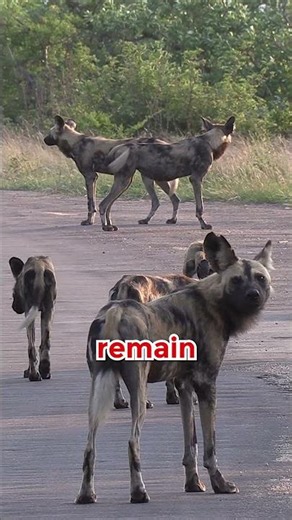 The African Wild Dog Is Disappearing 😢 | Only 6,000 Left