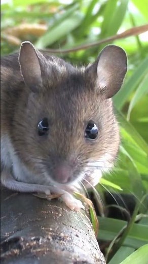 "Secret Lives of Field Mice: Nature's Tiny Ecologists"