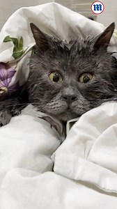 60K views · 1.8K reactions | This cross-eyed cat is being compared to a cartoon character!  | Daily Mail Video | Facebook