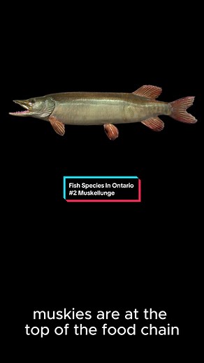Fish species in Ontario #2 Muskellunge The Muskie is a fish that every angler hopes to one day have the opportunity to reel in. Have you had that opportunity? If you have what’s your personal best Muskie? #abumsbaitshop #muskellunge #muskie #musky #fishing #fish #fishingontario #fishingniagara #fyp