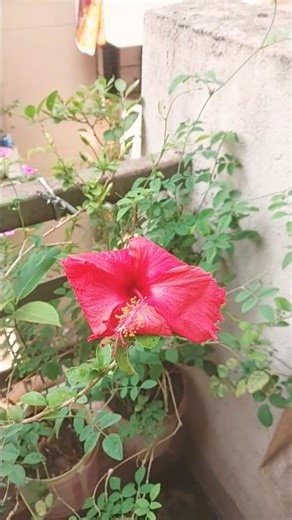 do you love Java flower #shortsfeed # home gardening #viralvdo #youtubeshorts