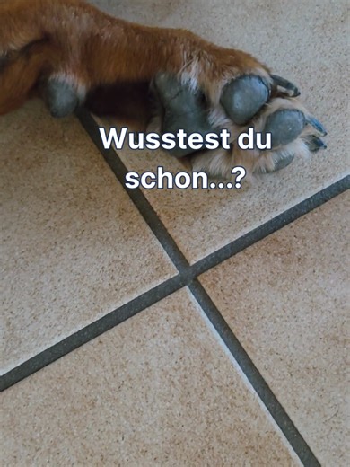 Fun Fact: Hundepfoten können nach Popcorn riechen🐾🍿 Auf den Pfoten leben ganz normale Bakterien & Hefen. Wenn sie warm werden, entsteht dieser typische Geruch nach Popcorn bzw. Mais - völlig harmlos und super verbreitet. Also nein… dein Hund hat kein Popcorn geklaut. 😄 #popcorn #hund #funfact #hundepfote #hundeliebe