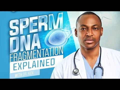 Sperm DNA Fragmentation Explained