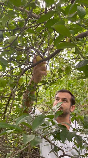 61K views · 1.3K reactions | Lemon Pickle Recipe Village Style #lemonpickle #pickles #recipes #indianfoodie #villagecooking #desifoodie #foods #indiankhana | Engineers_kitchen | Facebook