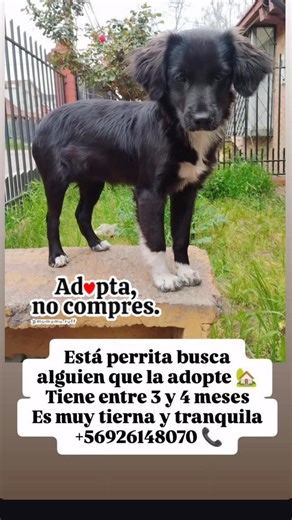 FUNDACIÓN RESCATE DE MASCOTAS CHILE ( Talca) on Instagram: "Ciudad de Talca APOYA DIFUNDIENDO"