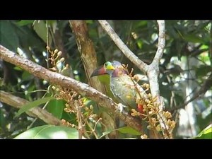 Adaptions: Different Beaks for Different Diets
