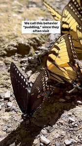 28K views · 6.3K reactions | Sometimes butterflies drink some weird stuff. We call this behavior "puddling," since they often visit puddles to sip from the mud. Butterflies will also take in rotting fruit, scat, carrion, and even tears from other animals. These opportunistic feedings supplement their normal nectar diet with additional nutrients. | The Xerces Society | Facebook