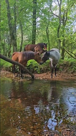 Wild Horses Make Adorable Baby Foal Jump