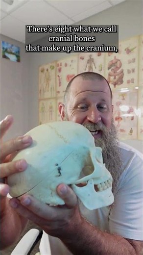 Bones of the skull. #anatomy #science #stem #biology