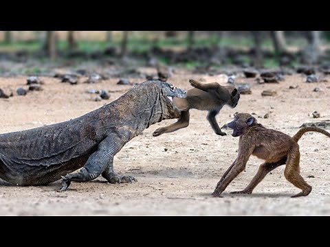 How Komodo Hunting Monkey Sucess- Animal Attacks