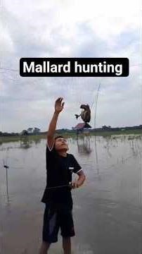 duck hunting sound Mallard ducks #huntingsounds