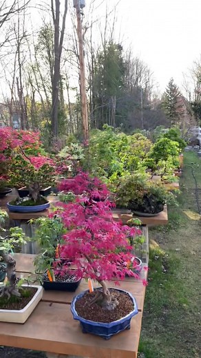 Exploring the Beauty of Maple Bonsai Collection
