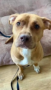 🚨Urgence adoption 🚨 💔Mon humain me criait dessus.... Il ne me donnait ni à manger, ni une caresse, rien. J’étais invisible. Quand on m’a retrouvée, j’étais dans un état lamentable, cassée en deux, brisée par l’indifférence. 💔 Et pourtant… mon cœur bat encore. Je m’appelle Elvira, née en avril 2023, et malgré tout ce que j’ai vécu, j’ai gardé une force incroyable : celle d’aimer. 🩷 👉 Pour m'adopter : https://taplink.cc/espoirprotectionanimale J'ai espoir d'enfin trouver un foyer doux et sta