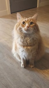 Maybe his mind control does work #foryourpageシシ #pet #cat #catreels #foryoupage #catsoffacebook #animalovers #virareels #foryourpag | Walter Fans