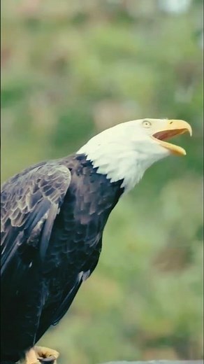 Eagle Scream – Nature’s Power! ⚡🦅 #shorts #viral
