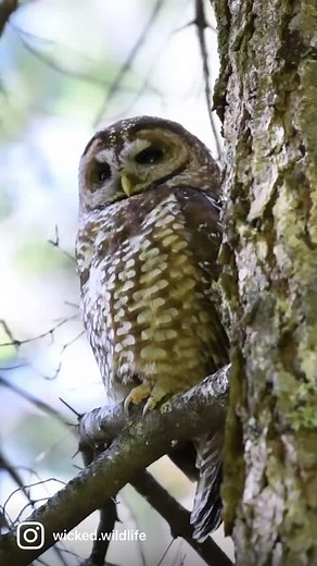 A Spotted Owl calling in Northern California • #follow #nikon #photography #naturephotography #wildlifephotography #nature #wildlife #spottedowl #owl