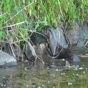 Otter attacks turtle 😲 #Animal | Nature Life