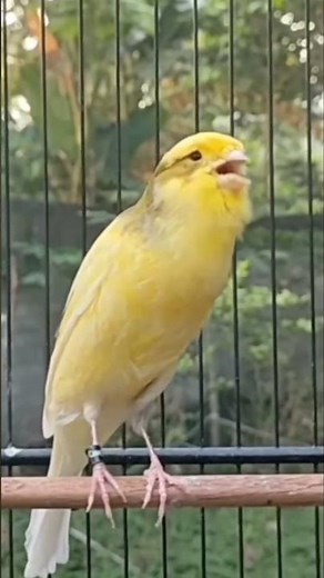 Canary bird song | bird singing #canary # birdsong #canarysinging #birdsinging #canarias #canario