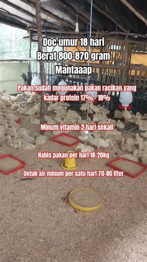 doc bebek peking umur 18hari