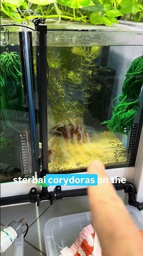Getting back into the Corydoras breeding #fishkeepinghobby #fishbreeding #fish #breeder #fishkeeper