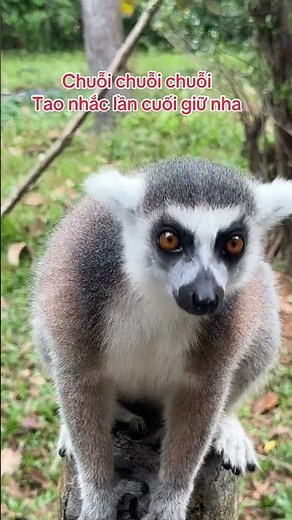 Quick-witted, guess what animal this is???