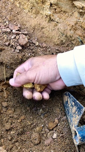amazing digging the gold nuggets at mountain