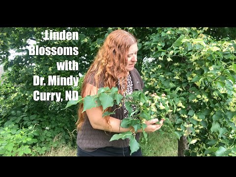 Linden Tree Blossoms (Tilia spp.) (Lime Blossom tree)(Basswood)
