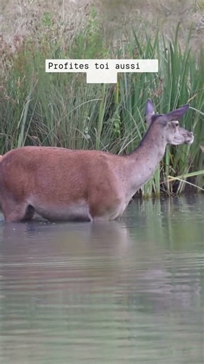 Biche dans l'eau : un instant de fraîcheur sauvage en forêt 🌿 #foret #wildlife #tarn