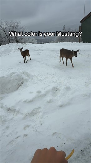 What Color Is Your Mustang?
