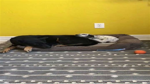 "Puppy Cuddles Big Dog in Bed, Shares Affection"