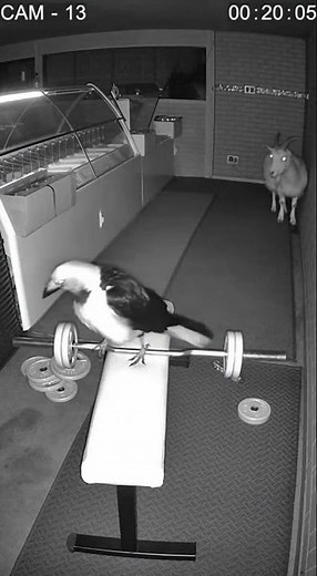 What This Magpie Does at Night Will Haunt You