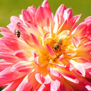 Beeswax Candle Process Thanks for watching! Please be aware that this video is for entertainment purposes and the techniques shown should not be attempted at home! | Crafty Panda How