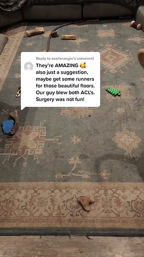 Dog Walking on Stylish Ruggable Patterns