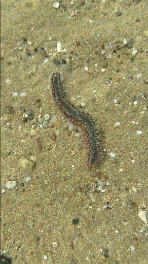 Fire Bristle Worm