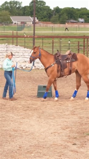 Downunder Horsemanship on Instagram: "Practicing backing your horse in a circle will help him back a straight line better. Watch the full training session “Backing Circles on the Ground” on the NWC website or the DUH app. The video is under the “Applying The Method” category. #ApplyTheMethod #downunderhorsemanship #clintonanderson #horse #horsetraining"