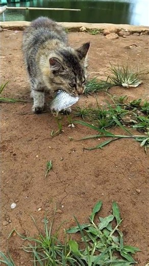 🎣 Feral Cat's Survival Catch! The Wild Hunter Gets Her Meal.