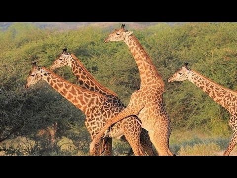 Giraffes: The Tallest Animals on Earth | Full Wildlife Documentary