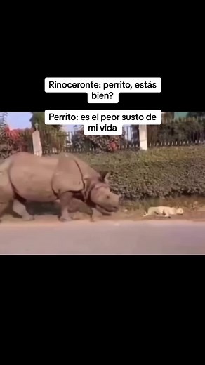 Meme de rinocerontes y perros: momentos divertidos