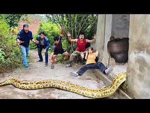 Brave Expert Rescues Man from Violent Anaconda