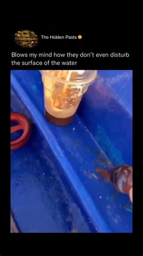 History 📌 Entertainment 📽️ News 🎤 on Instagram: "Nothing beats the Atlantic bluefin tuna for raw ocean speed 🐠💨😳 hitting 75-100 km per hour in the pelagic zone. This massive fish has evolved over time to become a true high-performance swimmer dominating the open sea. Follow @thehiddenpasts for more hidden history gems 📜✨ The secret lies in its torpedo body shape the most streamlined form nature could create for minimum drag and maximum velocity. This perfect design lets it chase prey acce