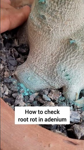 How to check root rot in adeniums #shorts