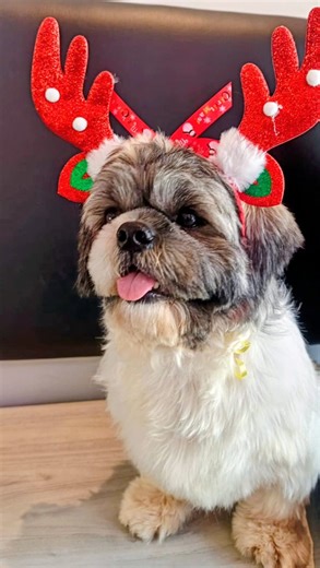 Pawsh Goa on Instagram: "From the first hello to the final fluff ✨🐾 This is how grooming happens at Pawsh — calm check-ins, gentle baths, careful styling and lots of love in between. Every step is designed to keep your pet comfortable, happy and looking their absolute best. Visit Pawsh Grooming Spa at our two locations in South Goa and Old Goa, and experience luxury pet grooming done the right way. 📲 Book your pet’s grooming appointment today. #PawshGoa #PetGroomingGoa #LuxuryPetSpa #DogGroomi